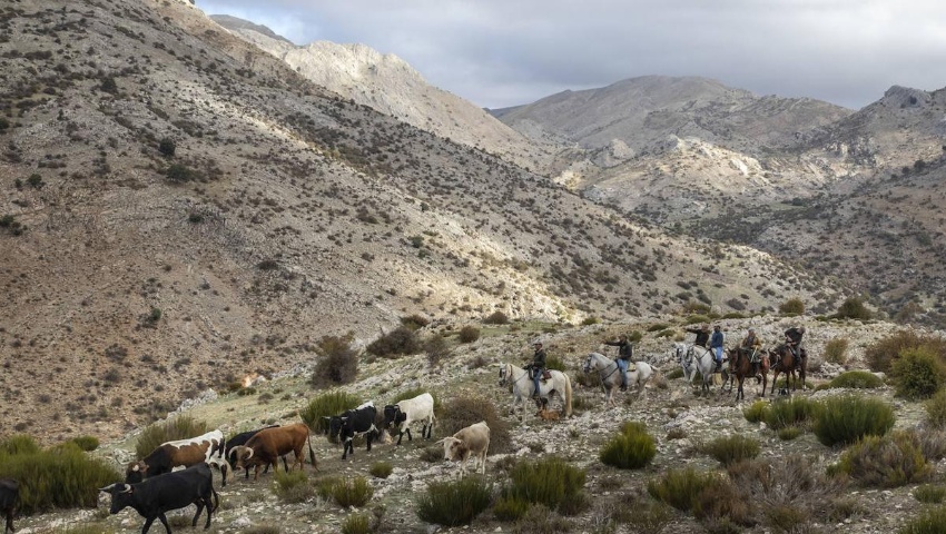 Castril en puertas de revivir sus famosos encierros